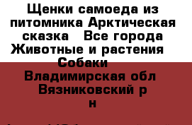 Щенки самоеда из питомника Арктическая сказка - Все города Животные и растения » Собаки   . Владимирская обл.,Вязниковский р-н